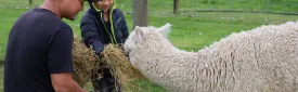 Things to Do in Christchurch When It’s Raining